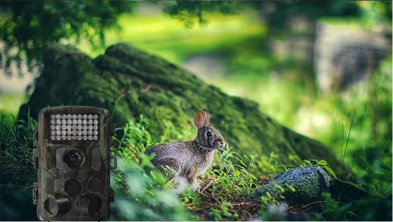 HD Wildlife Cam – For Hunting, Scouting & Nature Monitoring