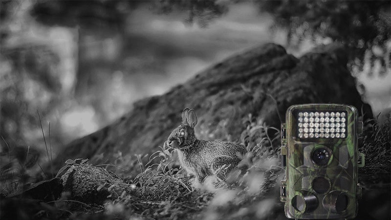 HD Wildlife Cam – For Hunting, Scouting & Nature Monitoring